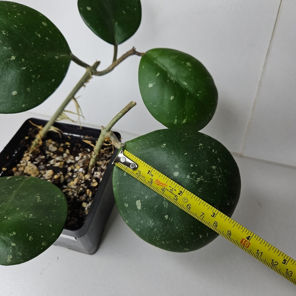 Hoya Obovata - Picture 9 of 10